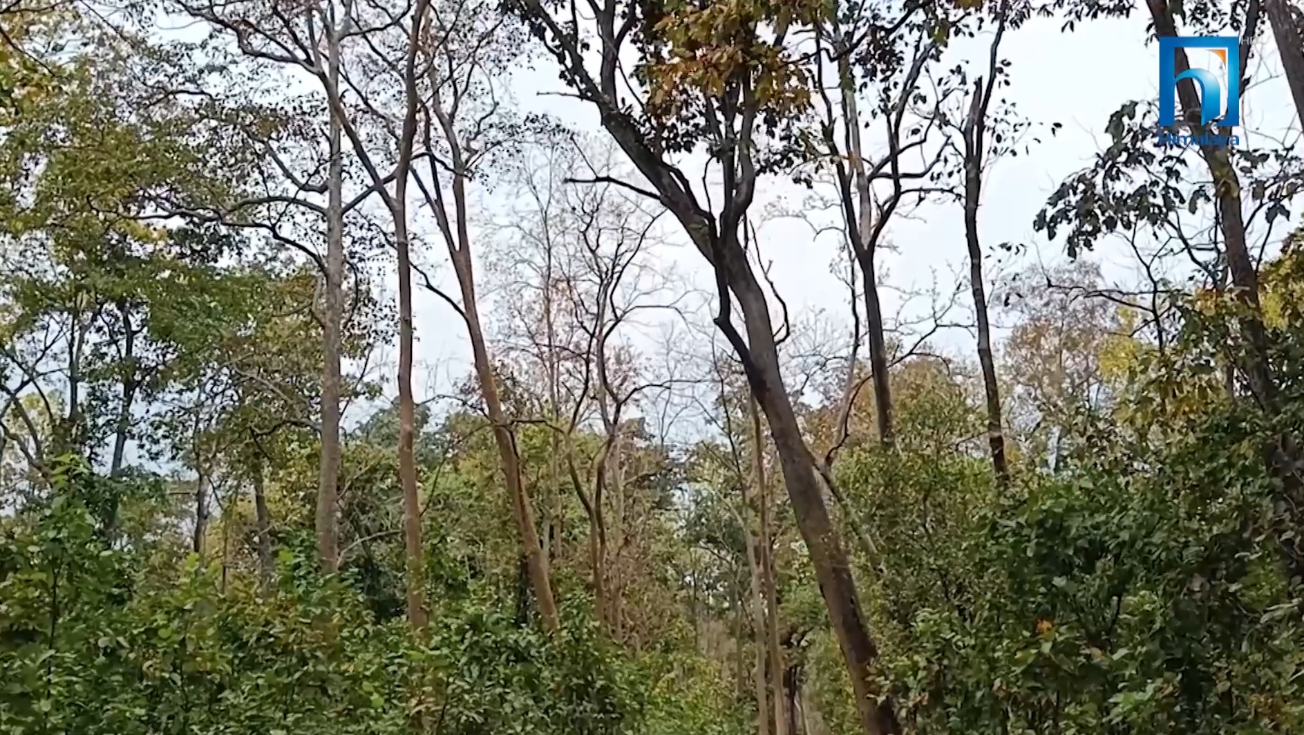 बाँकेमा सम्वर्धन प्रणालीमा आधारित वन व्यवस्थापन कार्यक्रम सुरु (भिडियो रिपोर्टसहित)