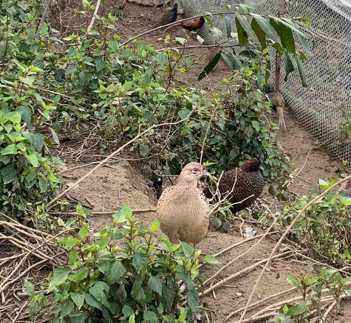 चुरेमा फस्टाउँदो कालिजपालन व्यवसाय