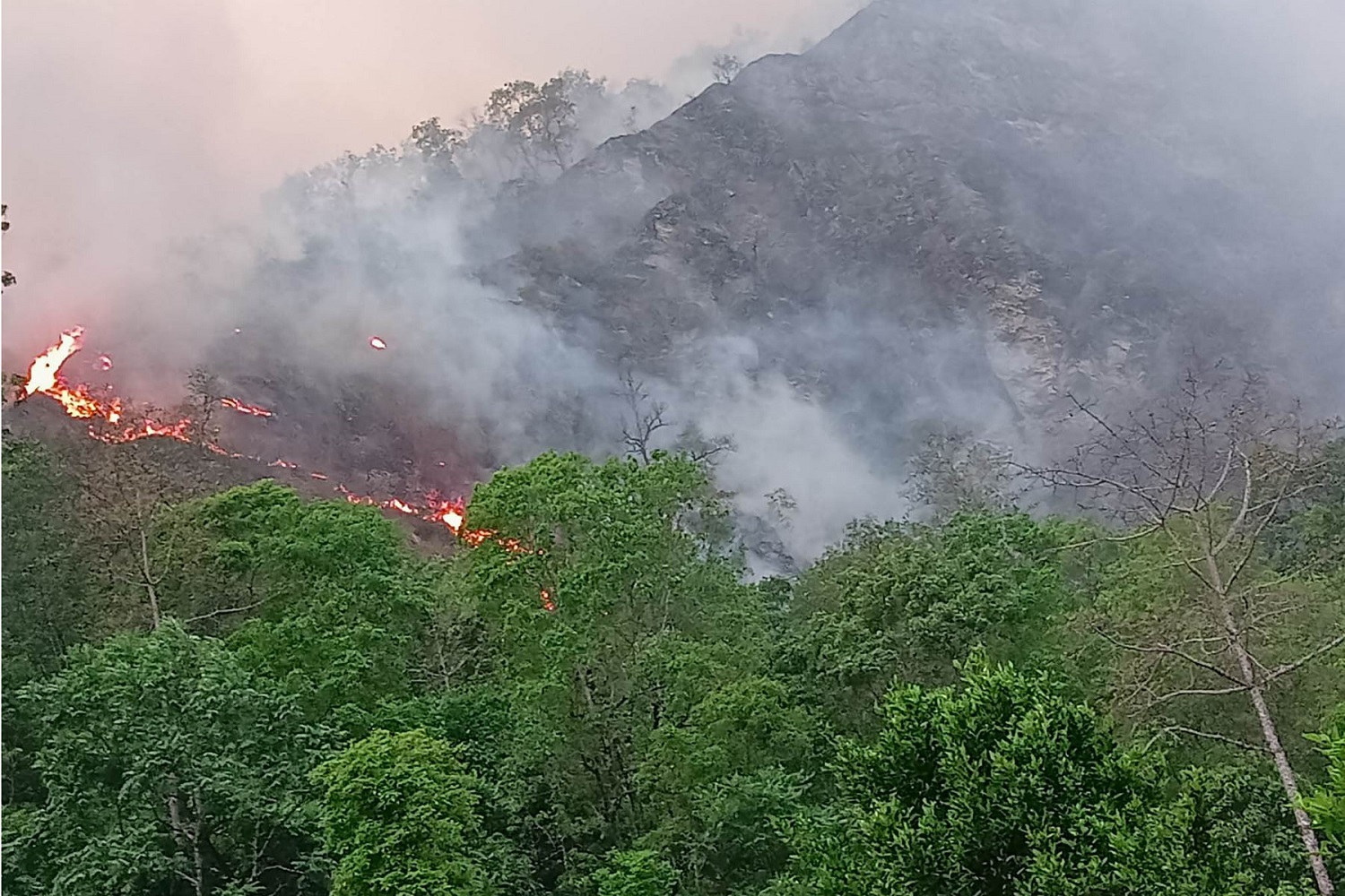 म्याग्दीमा  आगलागीबाट ७० हेक्टर वन क्षेत्र क्षति