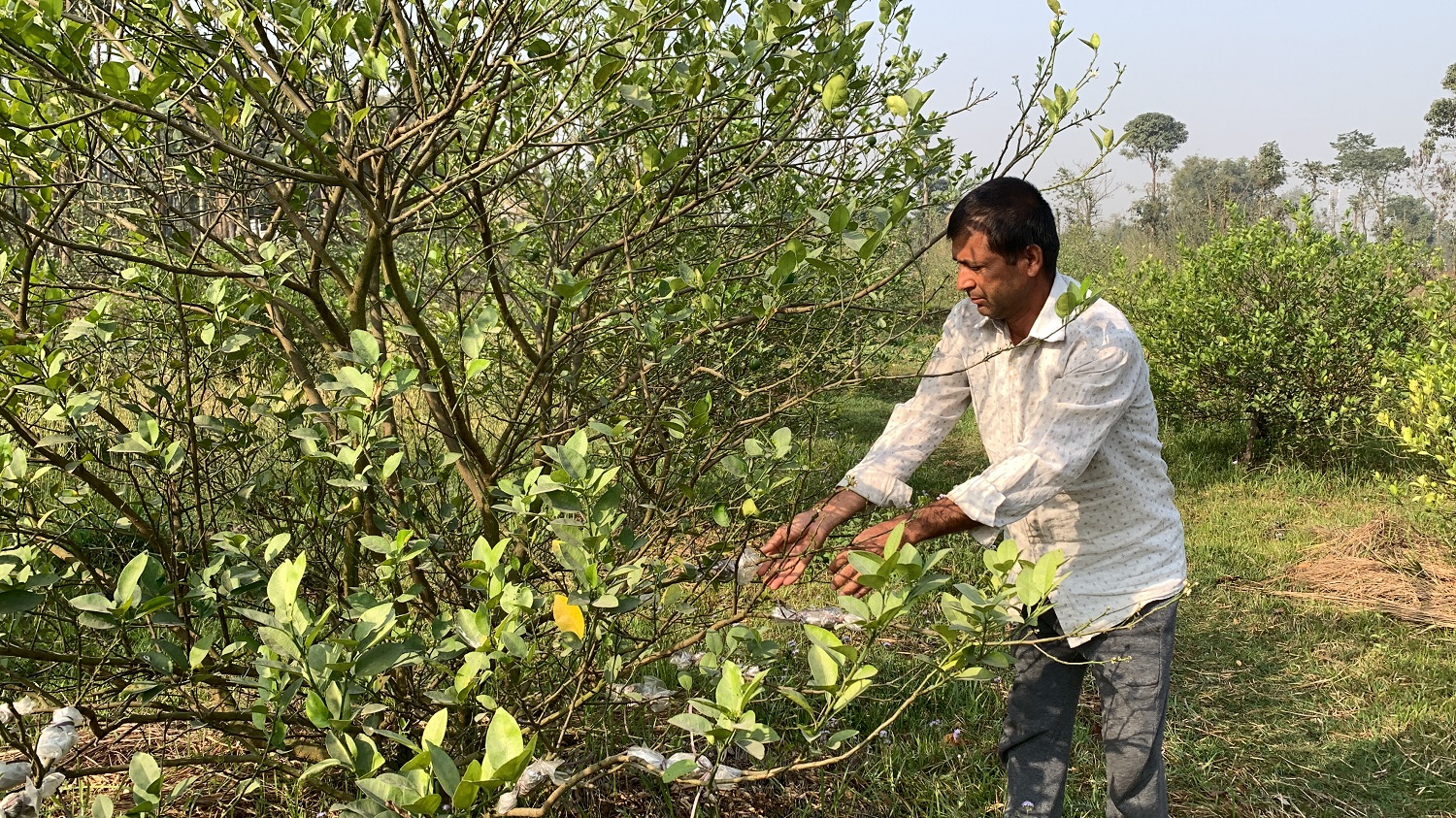 कागतीखेतीबाट  रु २० लाख आम्दानी