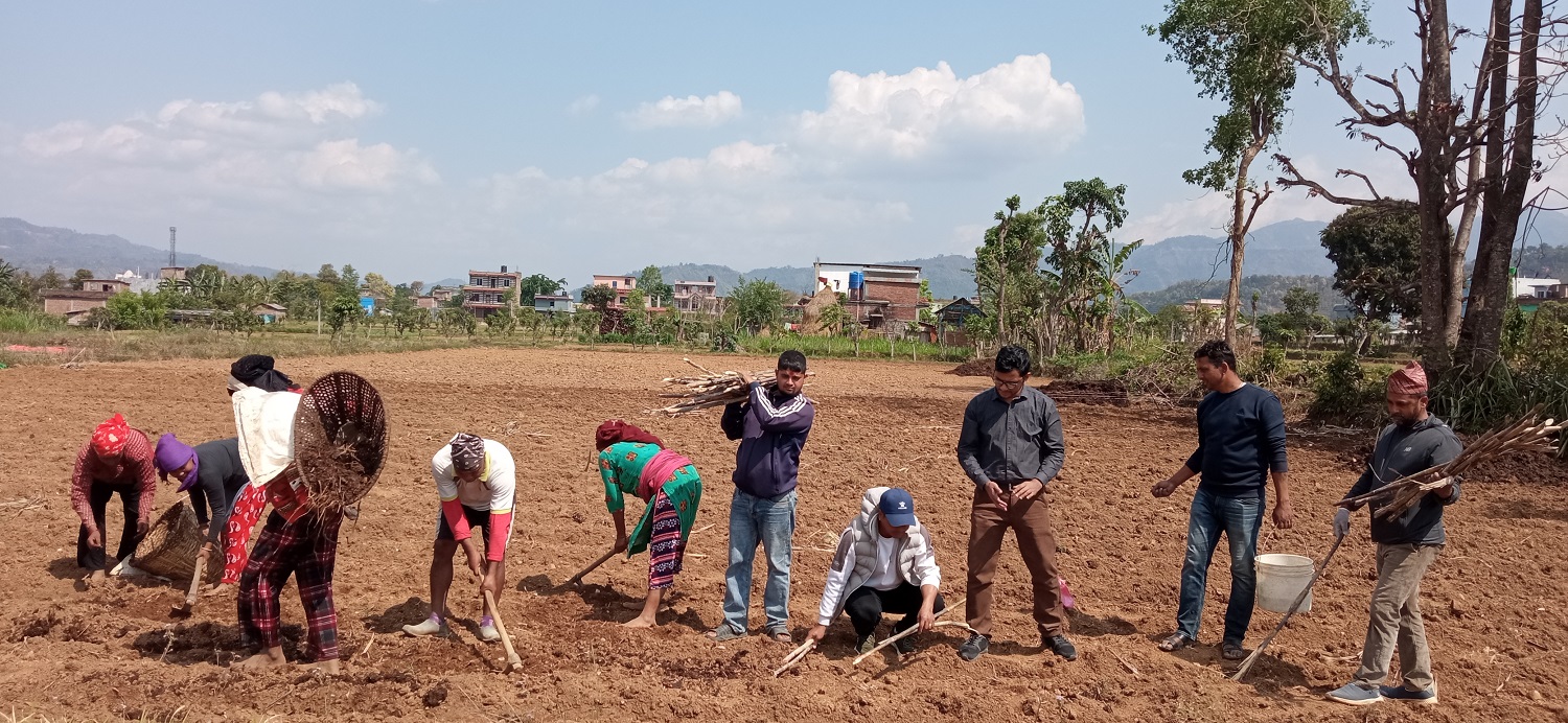 उखुखेती प्रवर्द्धन गर्दै रामपुरका युवा