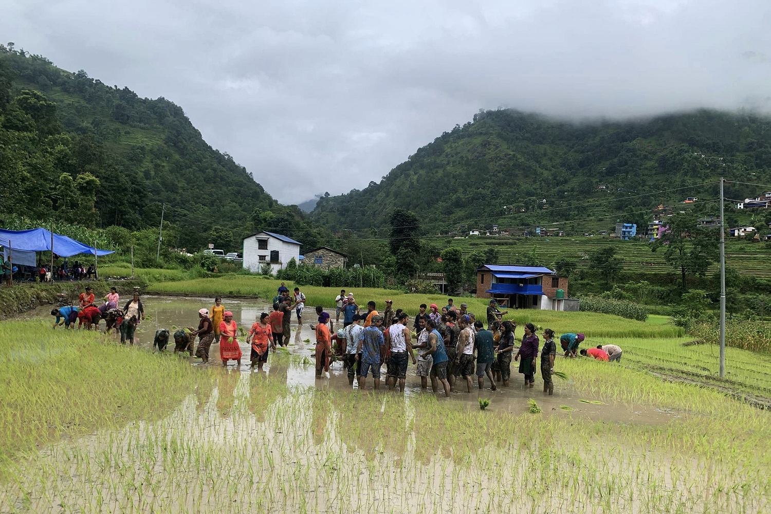 किसानलाई छैन असार १५ को रौनक, सधैँ सिँचाइ र मलको पीर