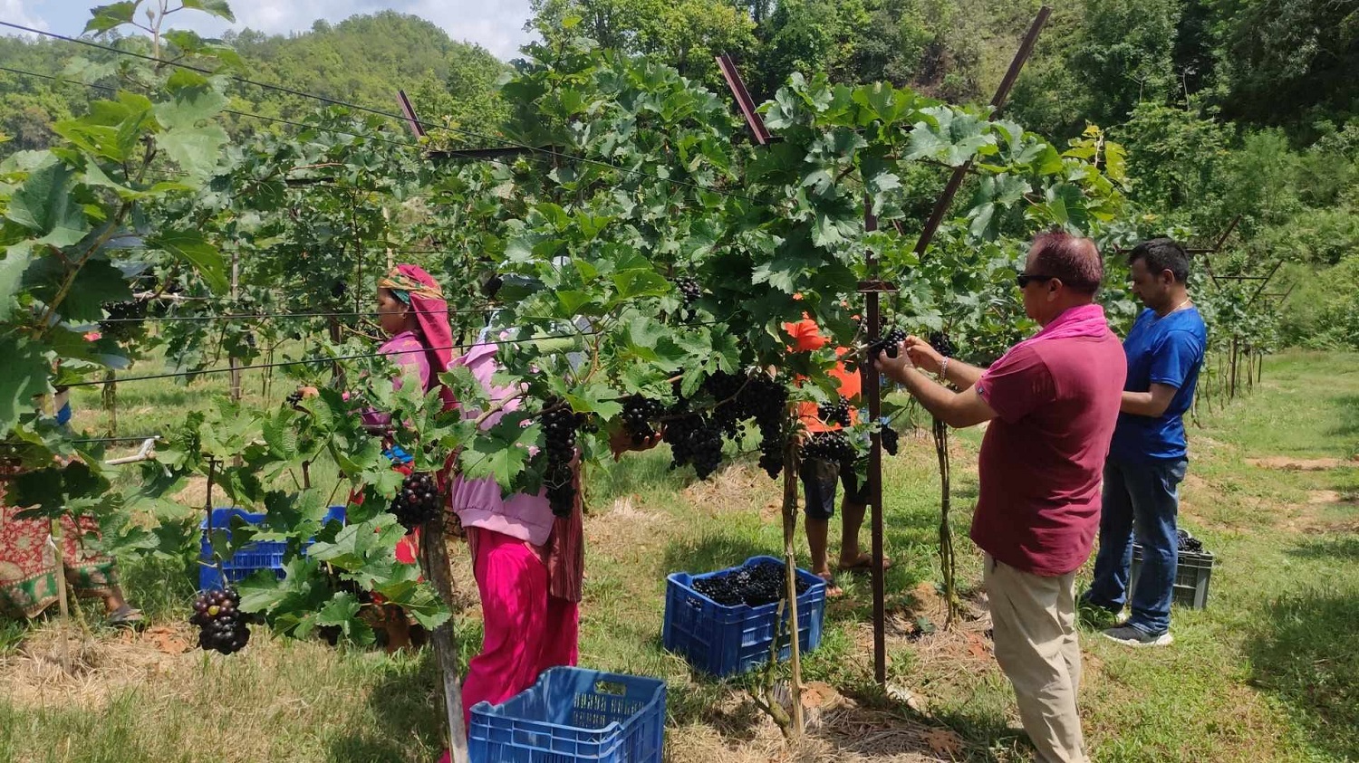 बाँझो जमिनमा व्यावसायिक अङ्गुर खेती