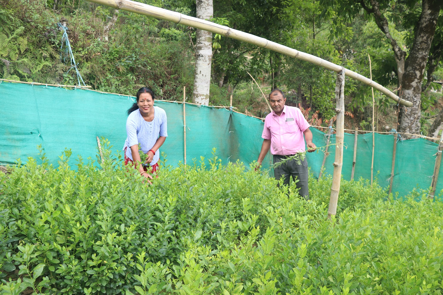 बिक्दैनन् फलफूलका बिरुवा