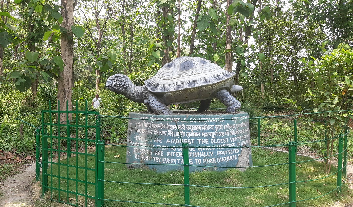 लोपोन्मुख कछुवा जोगाउनै गाह्रो