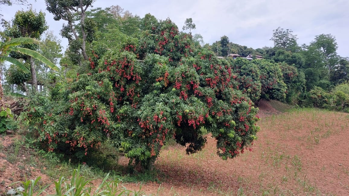 थोर्गाका कृषक व्यावसायिक लिची उत्पादनमा