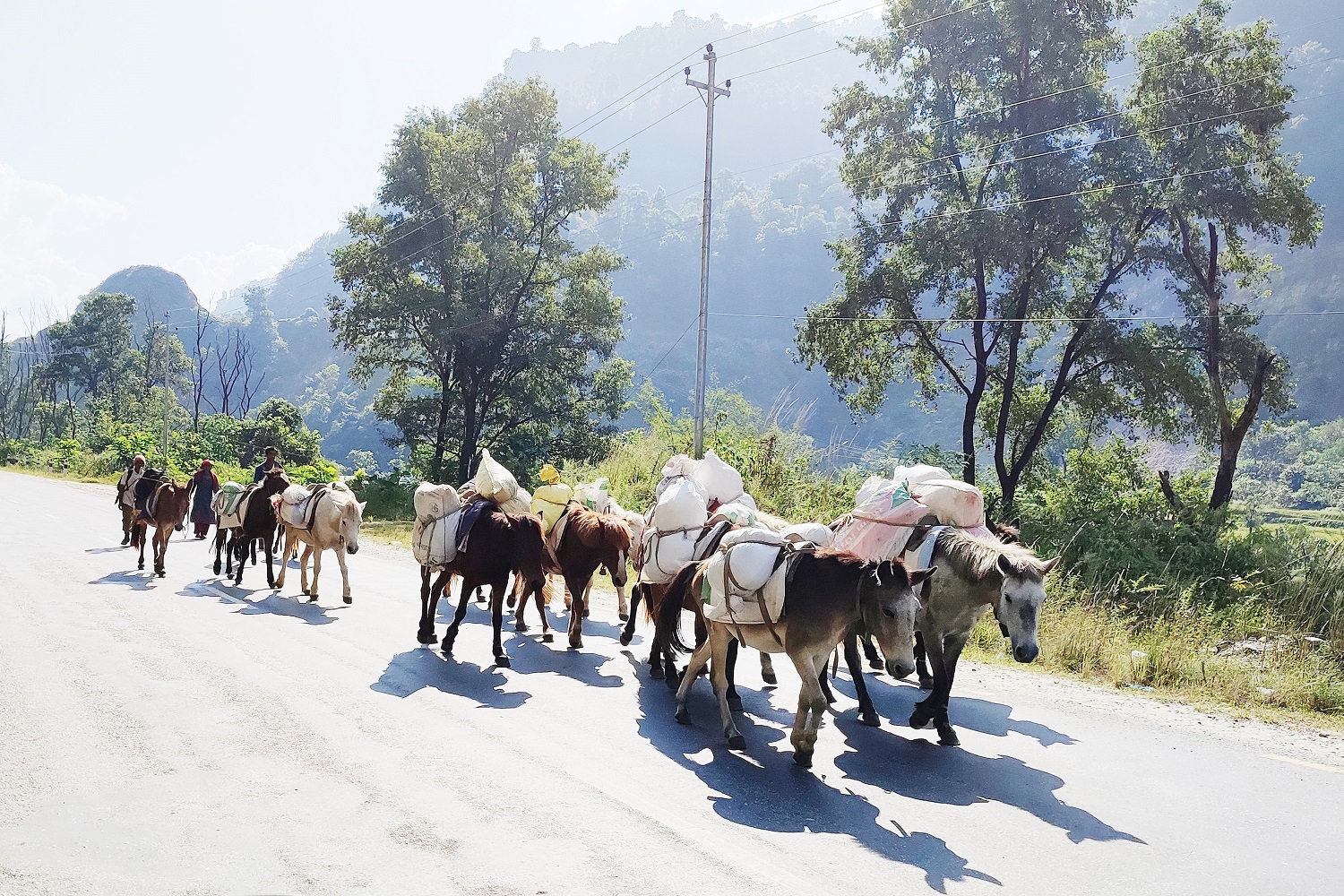 बर्खामा ढुवानी गर्न घोडा खच्चडकै भर