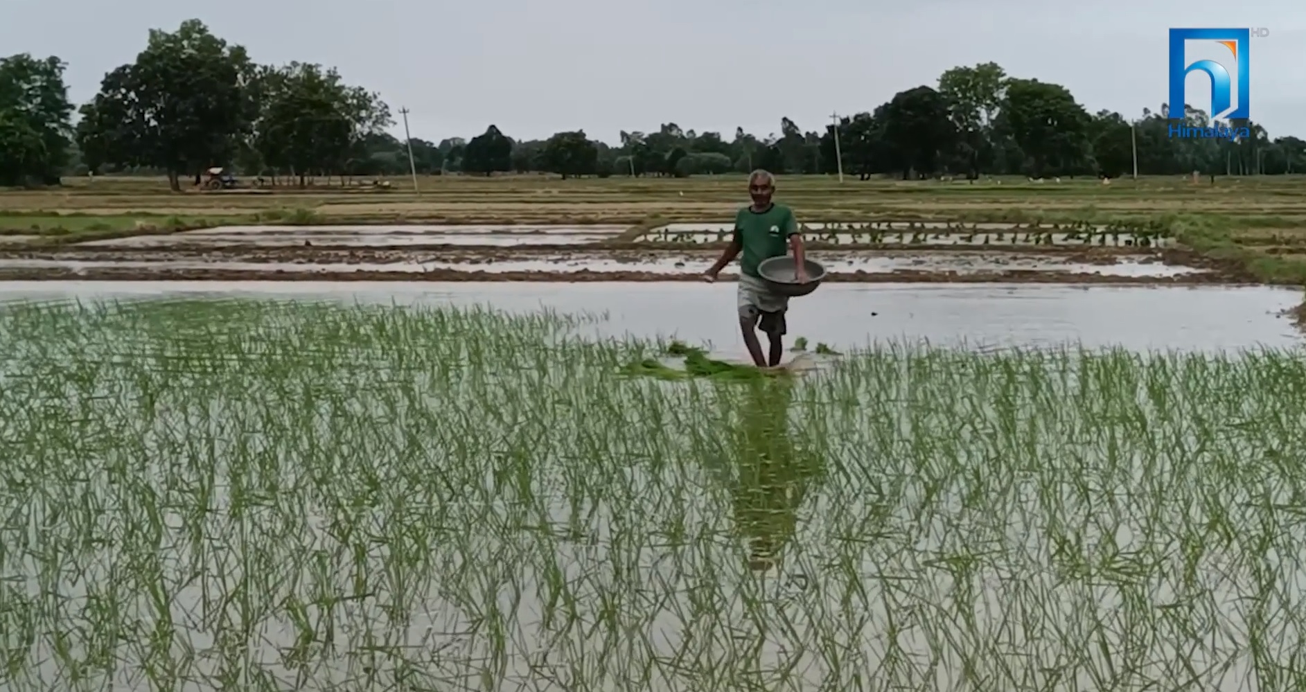 रोपाइँको समयमा बाँकेका किसानले पाएनन् रासायनिक मल (भिडियो रिपोर्टसहित)