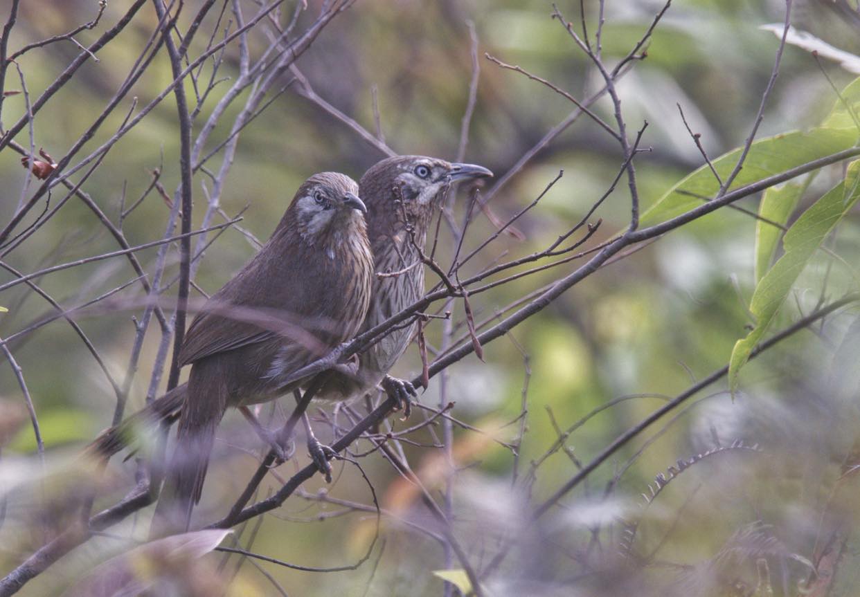 सहश्राब्दी पदमार्गलाई पर्यटकीय गन्तव्य बनाइने