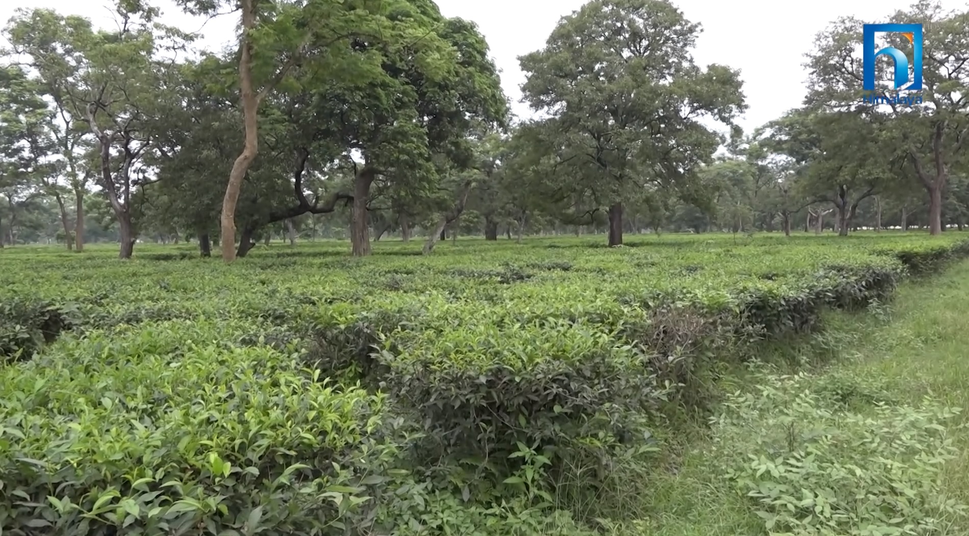 ‘गिरिबन्धु टी स्टेट’ एमालेविरुद्ध प्रचण्डको नयाँ कार्ड (भिडियो रिपोर्टसहित)