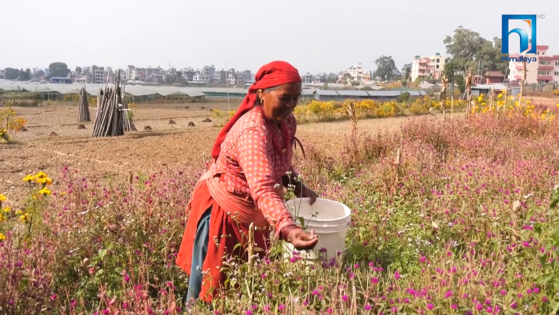 तिहारलाई मखमली फूल : गुण्डुका  किसानलाई भ्याईनभ्याई (भिडियो रिपोर्टसहित)