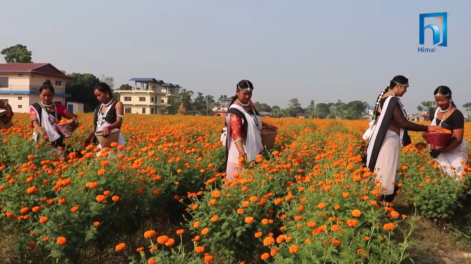 चितवनबाट पहिलो पटक हङकङमा सयपत्री र मखमली फूल र मालाको निर्यात (भिडियो रिपोर्टसहित)